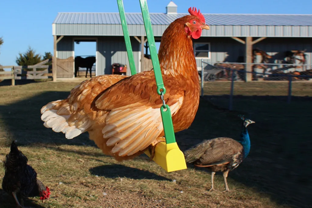 Chicken on a swing