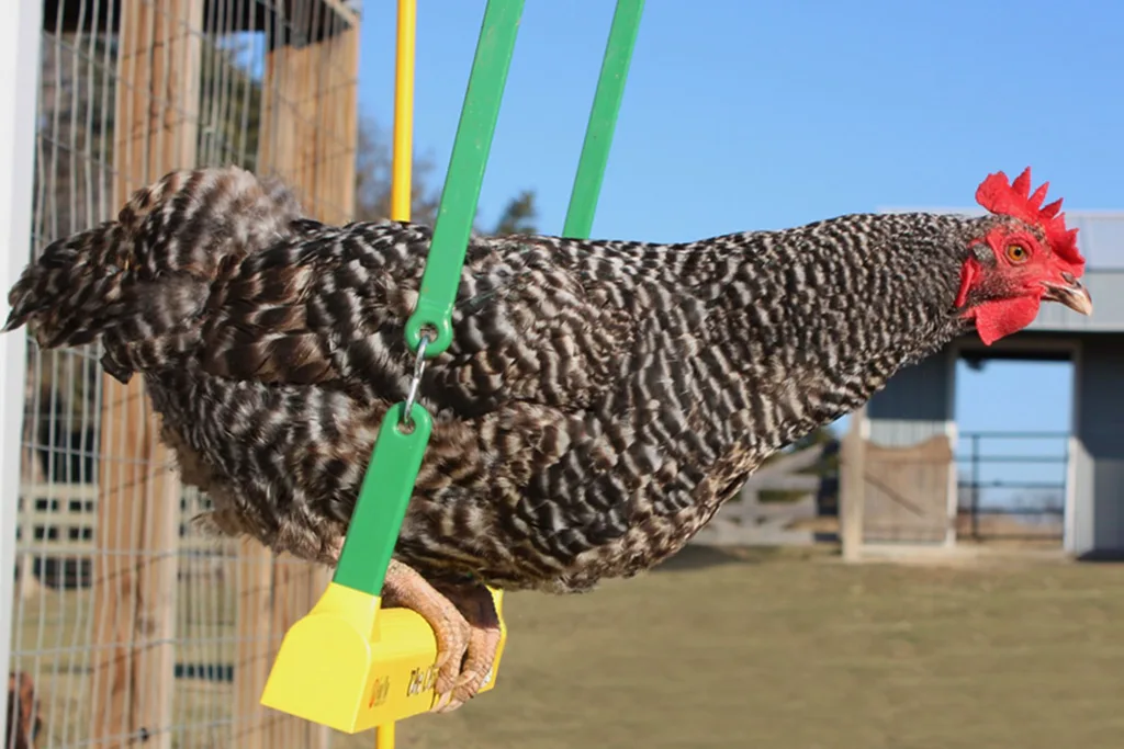 Chicken on a swing