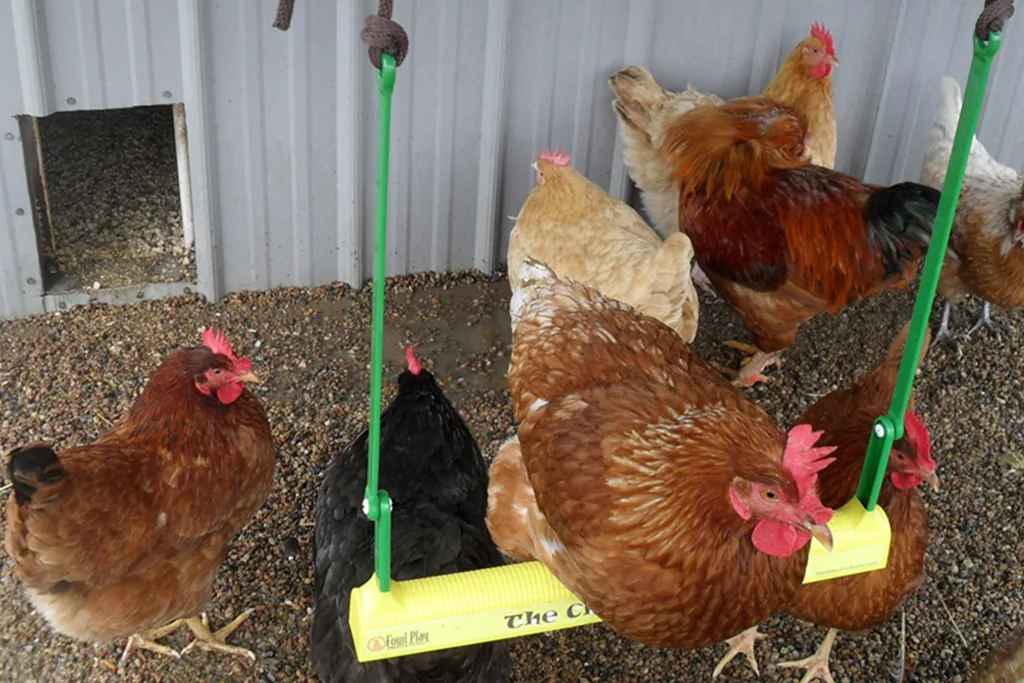 Chicken on a swing in chicken coop