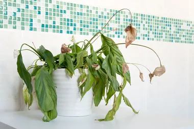 This is what happens when a plant is bullied for 30 days