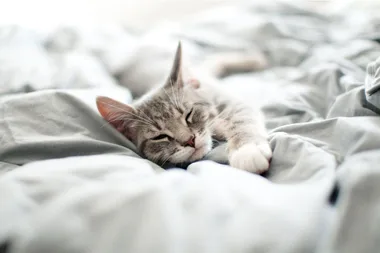Why you shouldn’t let your cat sleep in bed with you