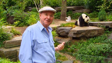Adelaide Zoo pandas