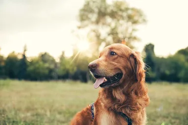 Mould found in dog food sparks concern for pet food industry