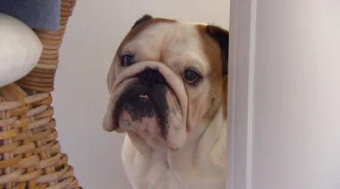 Frightened bulldog