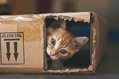 The surprising $2 household item cats are obsessed with