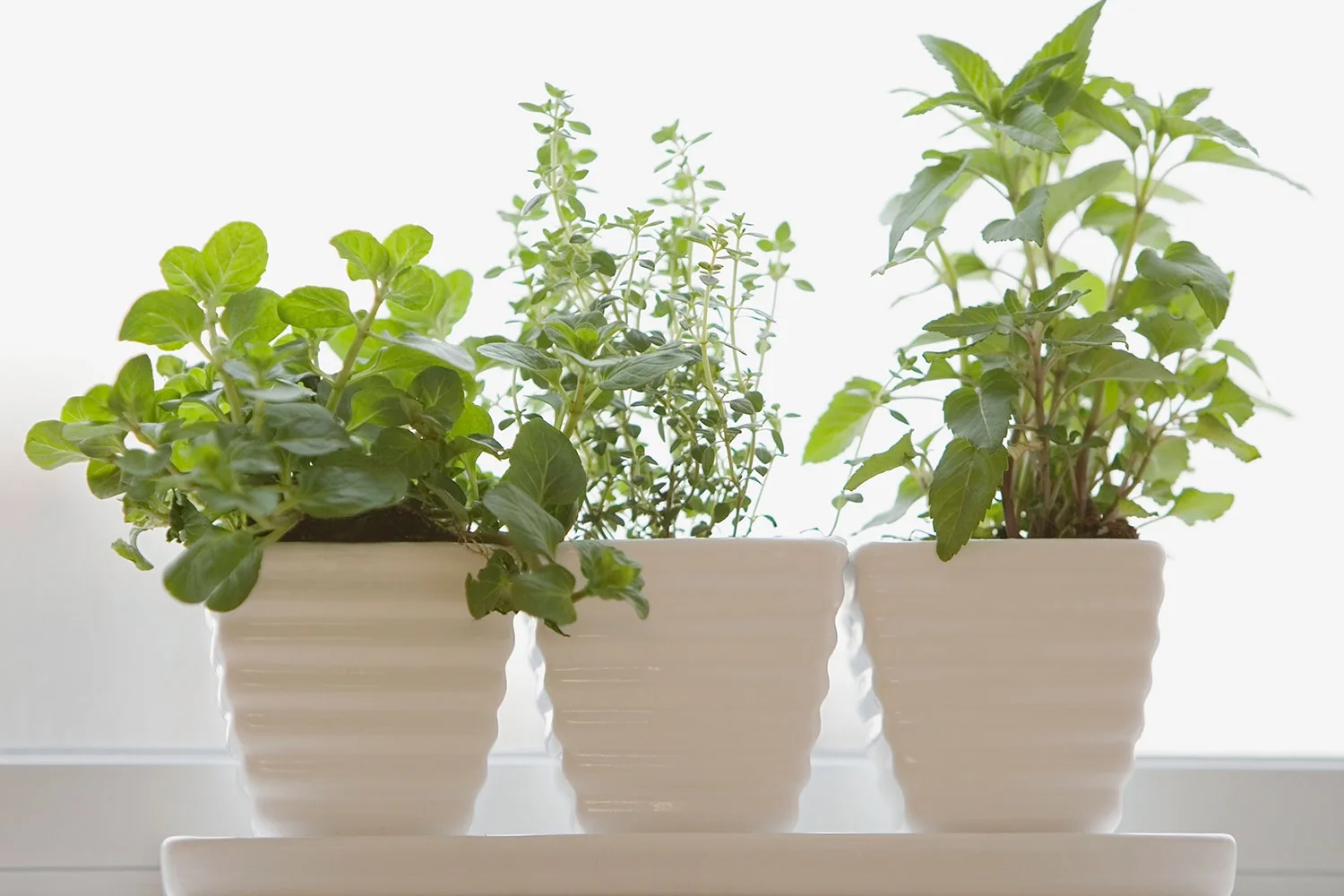 How to start your own windowsill herb garden