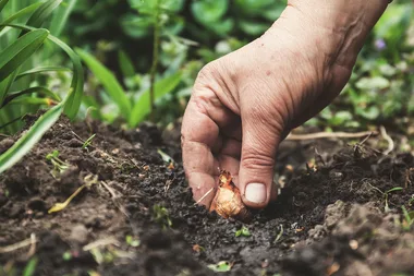 Two rules to follow when planting bulbs