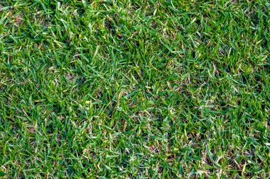 Lawn Solutions Australia warning about Sir Walter turf