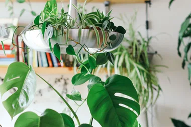 The cheat’s way to an indoor garden