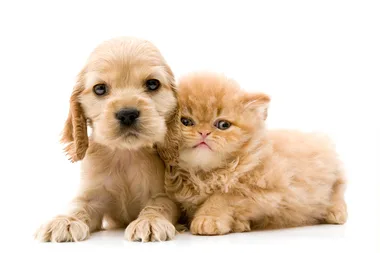 Target’s new range for pets is stylish and affordable