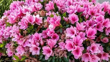 How to grow rhododendrons
