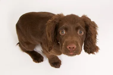 This new toy helps to battle pet anxiety