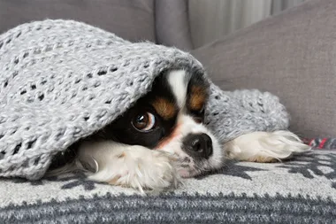 How to look after your pet’s skin in winter