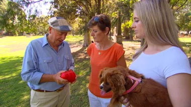Dr Harry Housecall: Ball crazy cavoodle