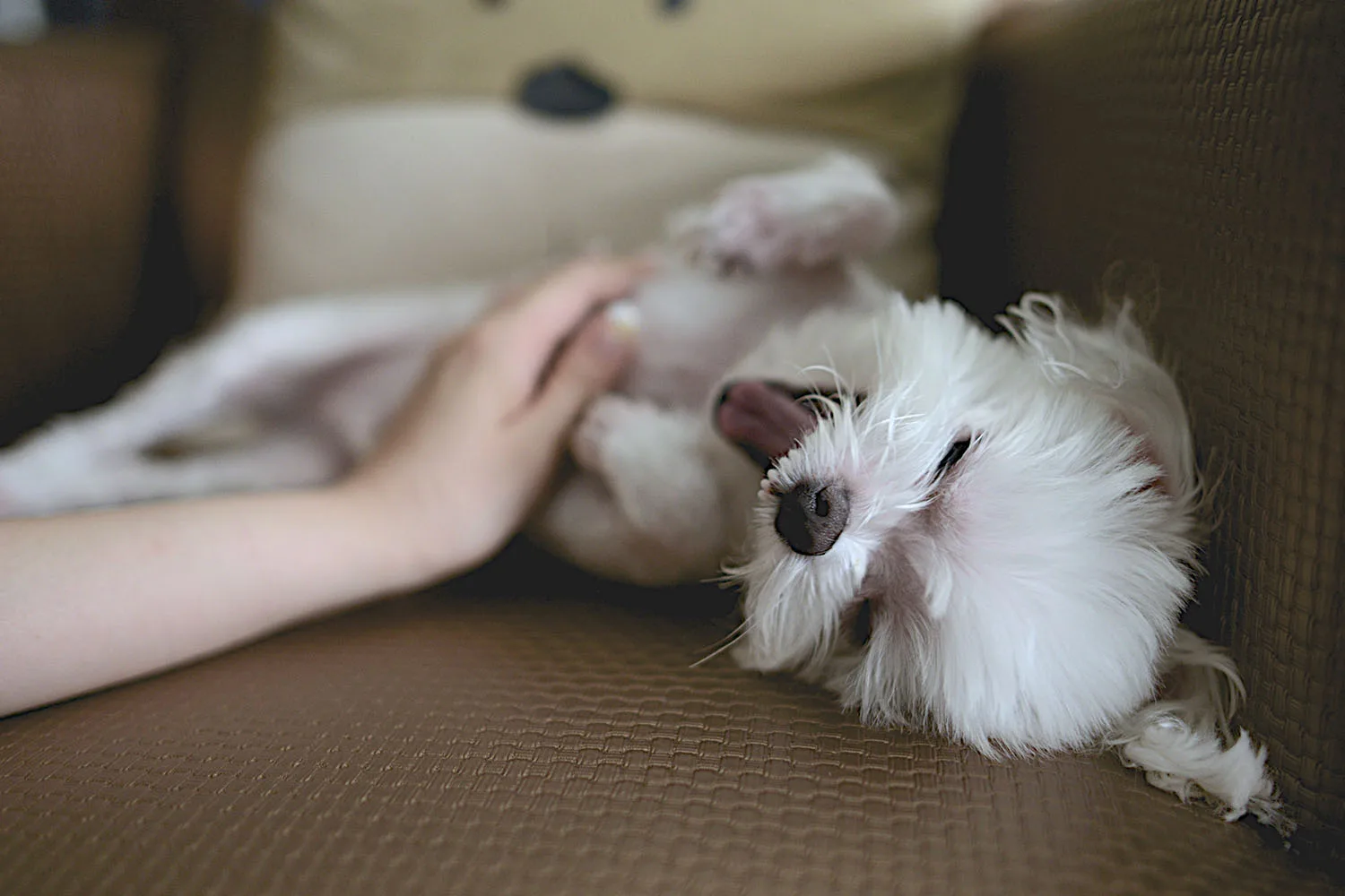 How to decode your dog’s behaviour