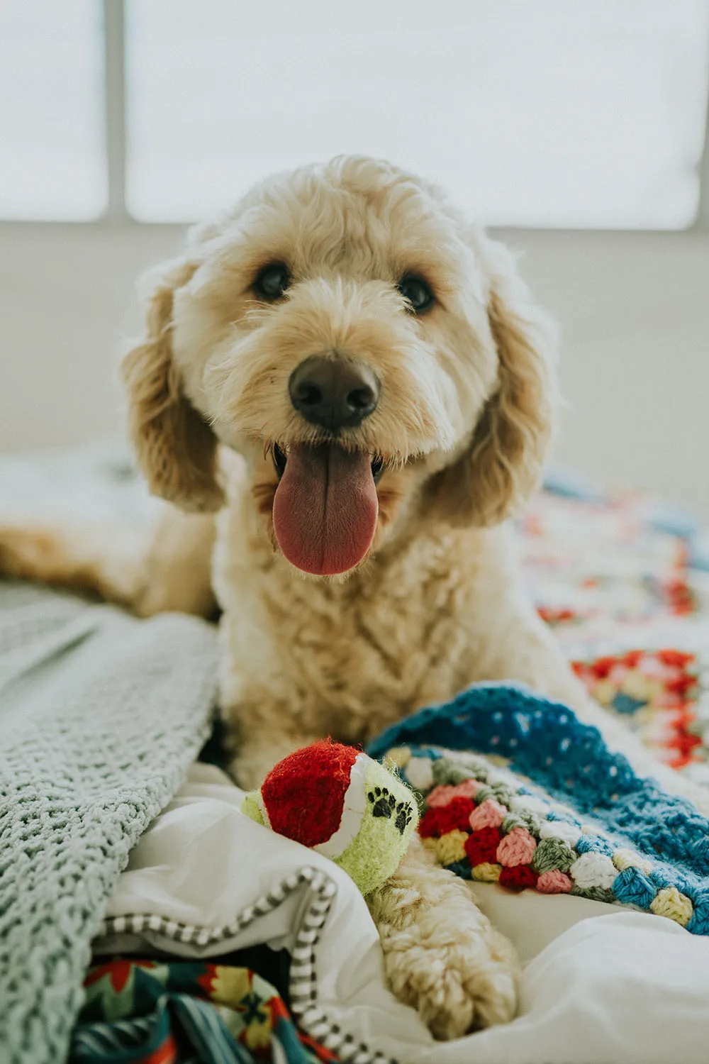 puppy sitting on blankets