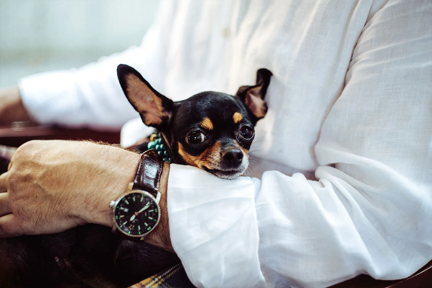 chihuahua on lap