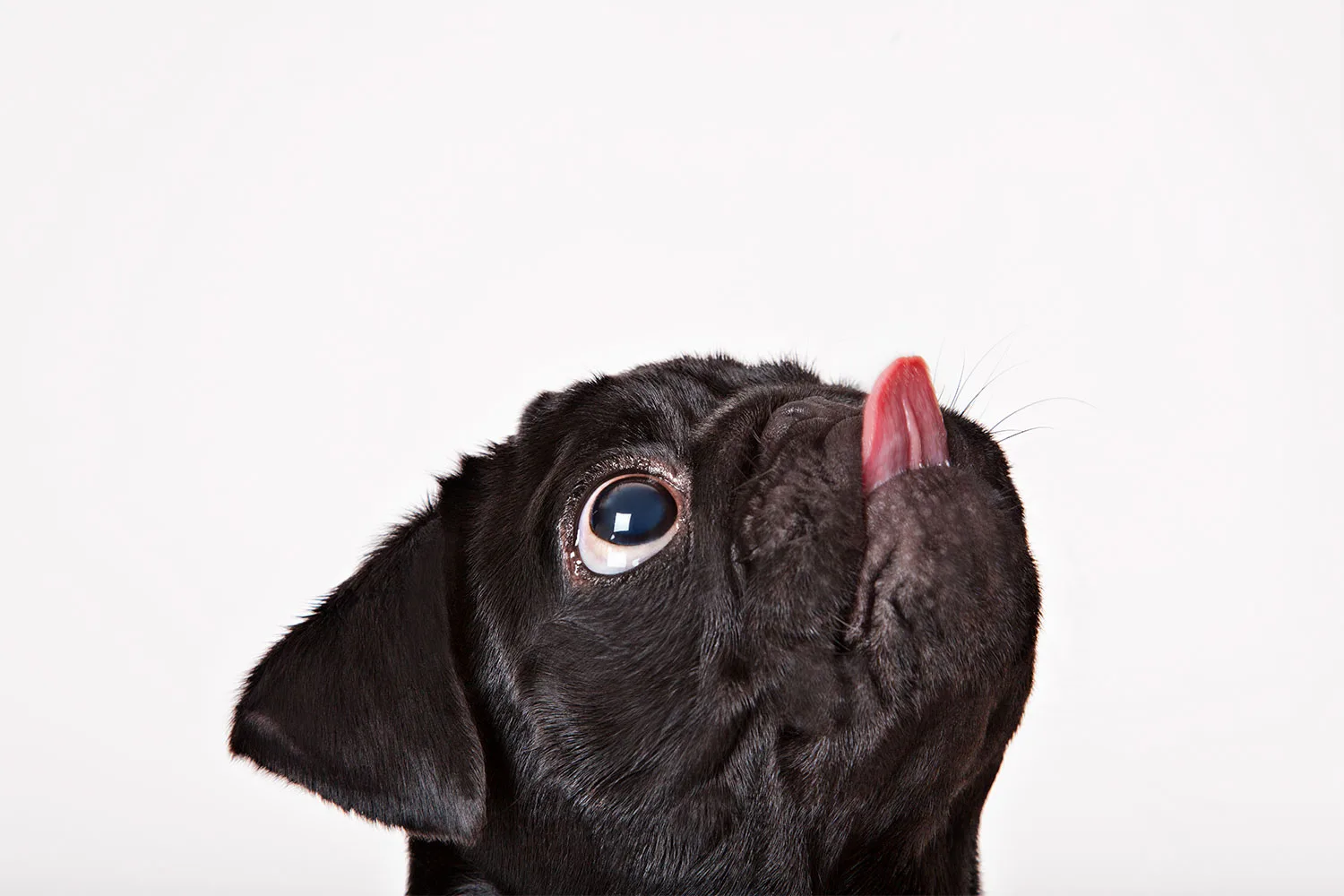Pug dog looking up with tongue out.