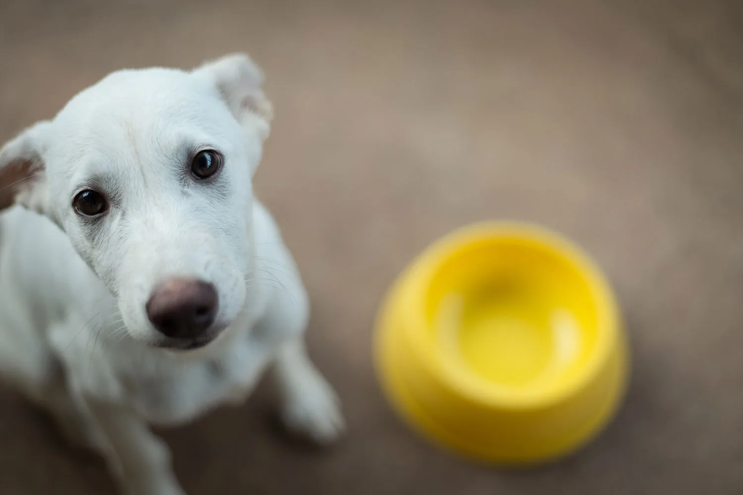 Dog with dog bowl