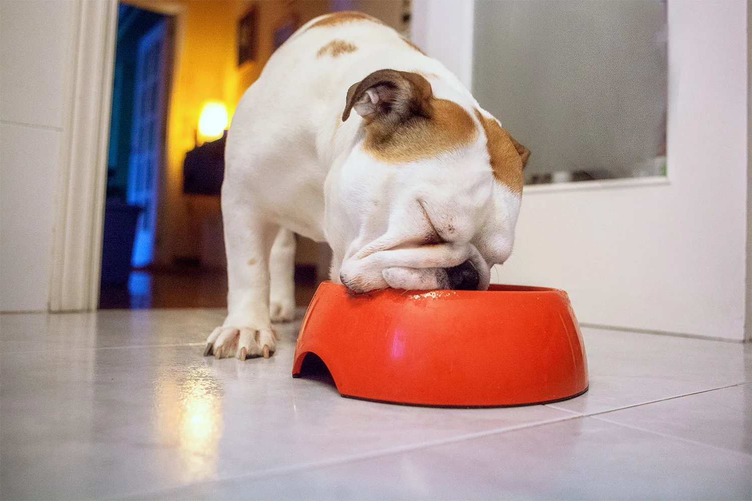 Dog eating from red dog bowl.