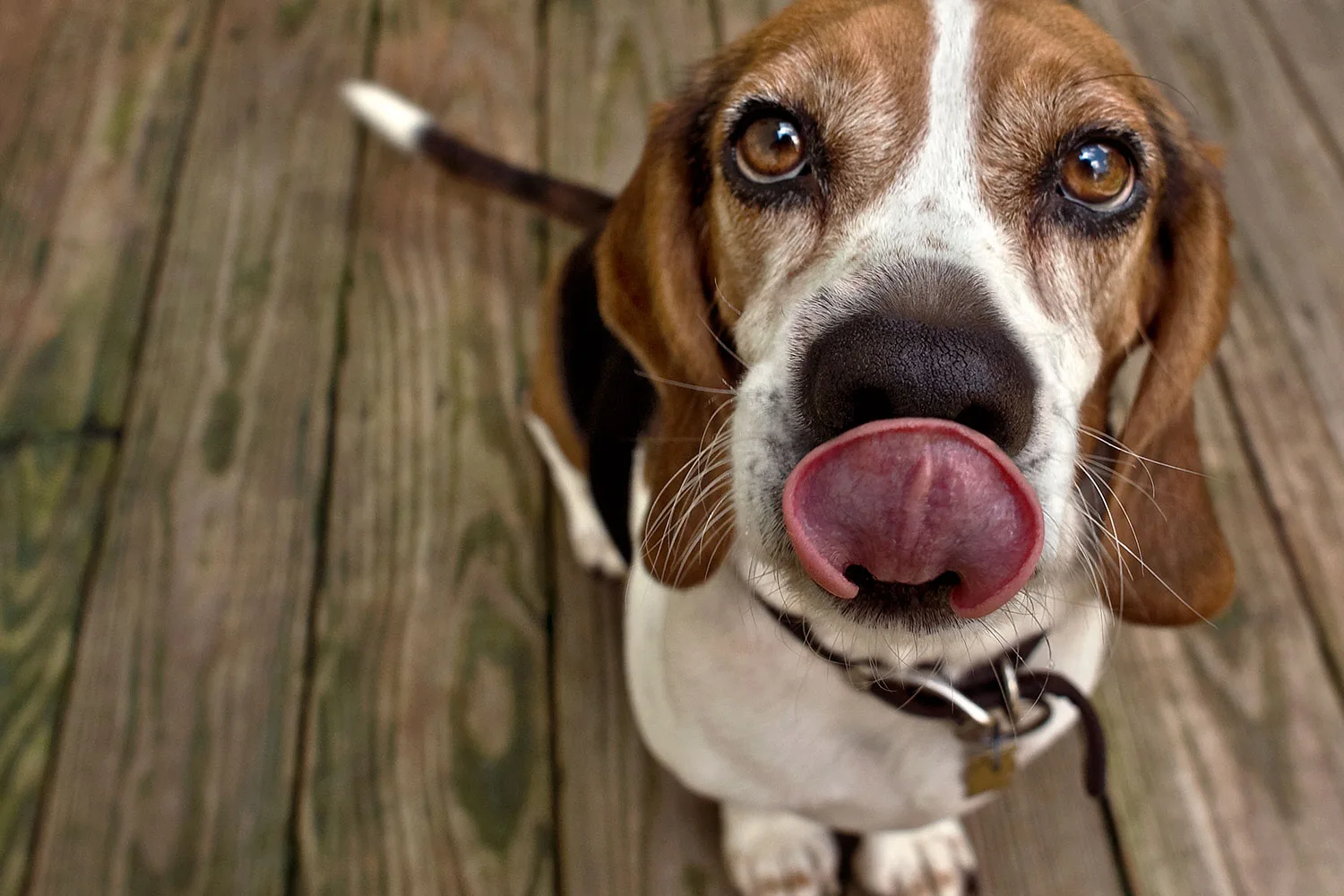 Dog looking up.