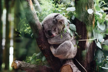Household habits that help native wildlife