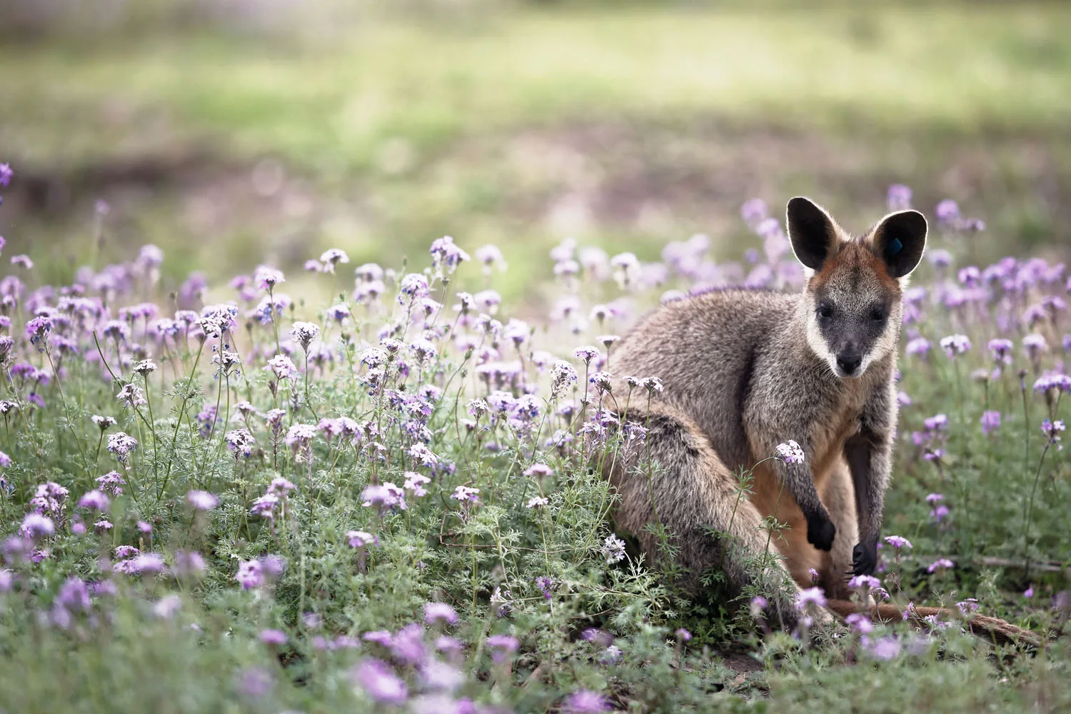wallaby in field