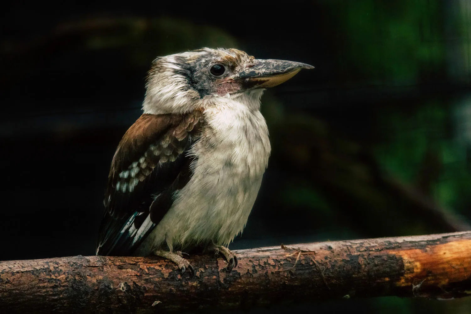 kookaburra in tree