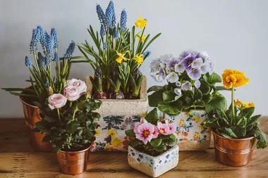 Trend-setting plants for hipster homemakers