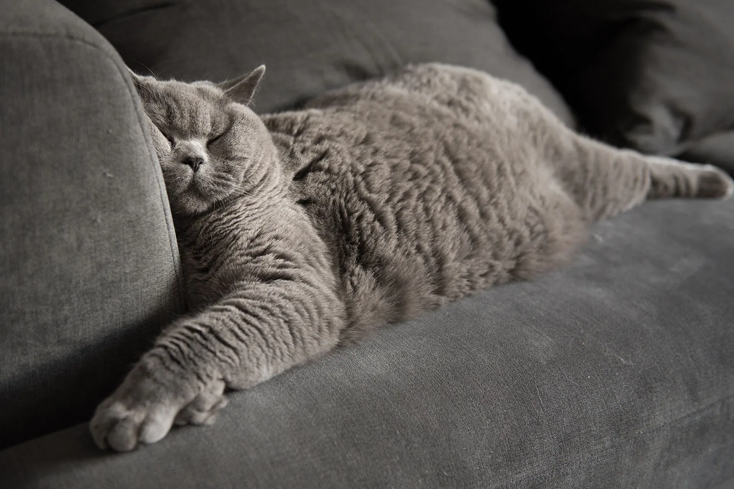 The pet hair hack you need to know about