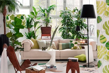 Four clever indoor plant hacks to save money