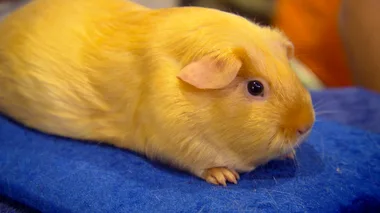 Guinea Pigs: Best in Cavy Show