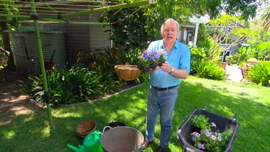 Money savers: hanging baskets