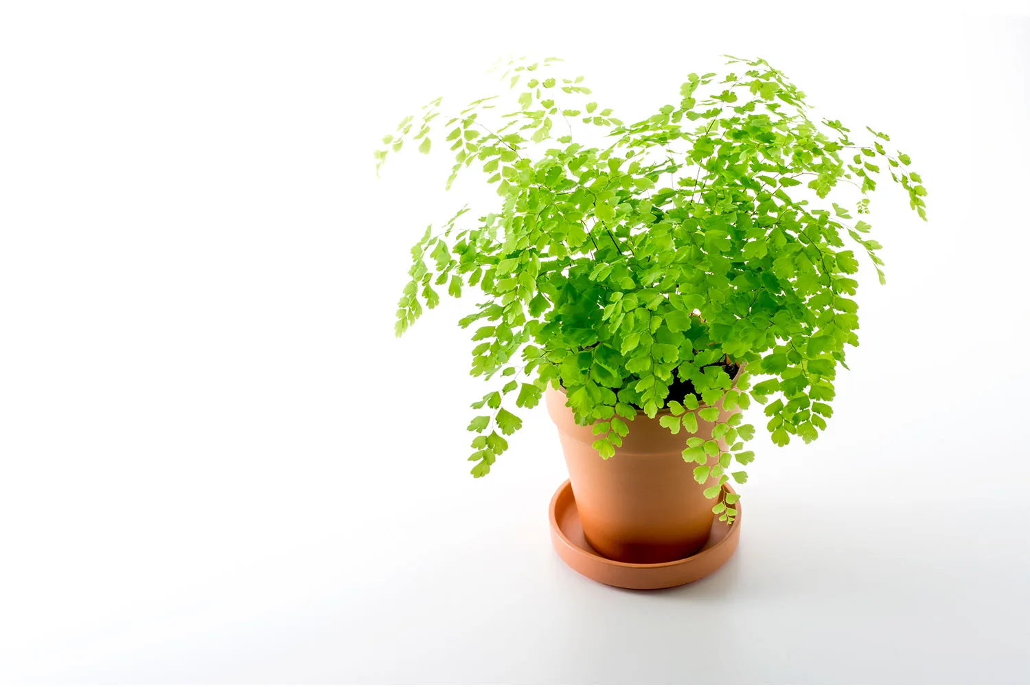 Maidenhair fern