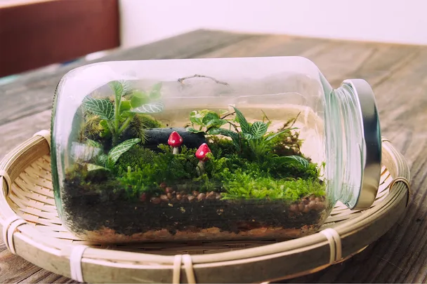 Moss terrarium