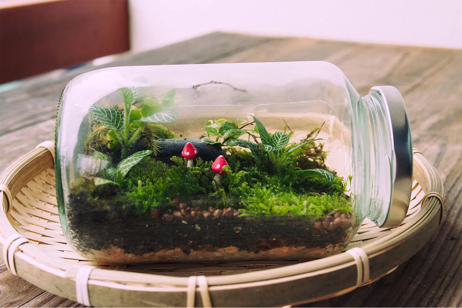 Moss terrarium