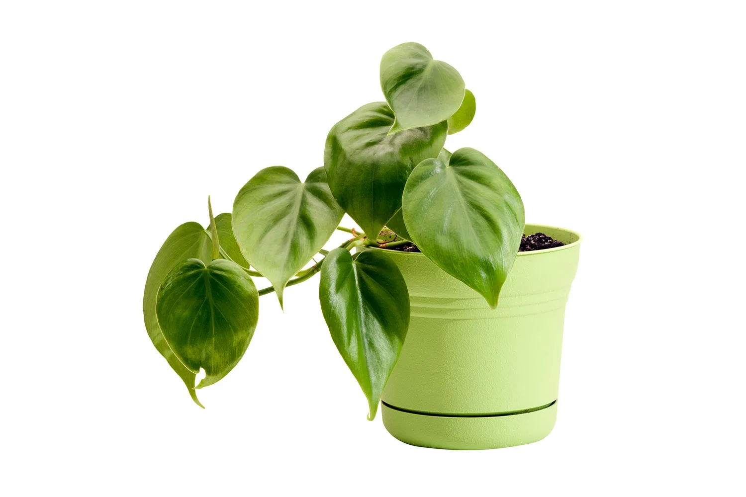 Philodendron