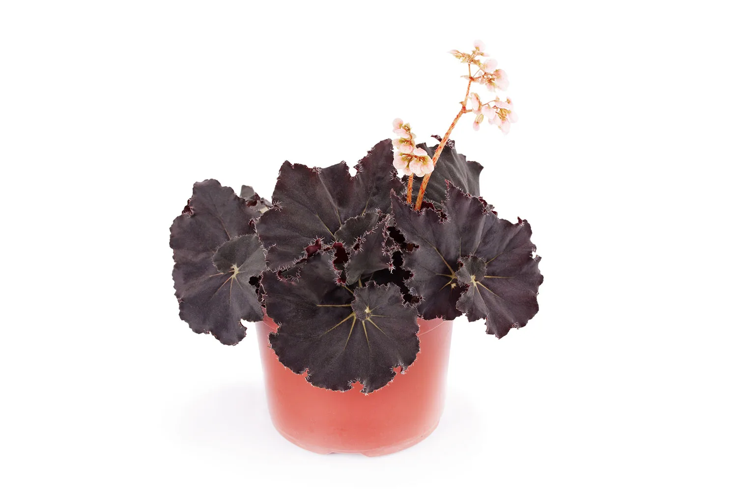 Begonia