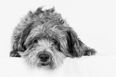 This is Australia’s most popular dog breed