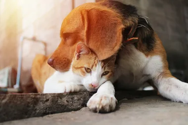 12 toxic things you should never feed your pet