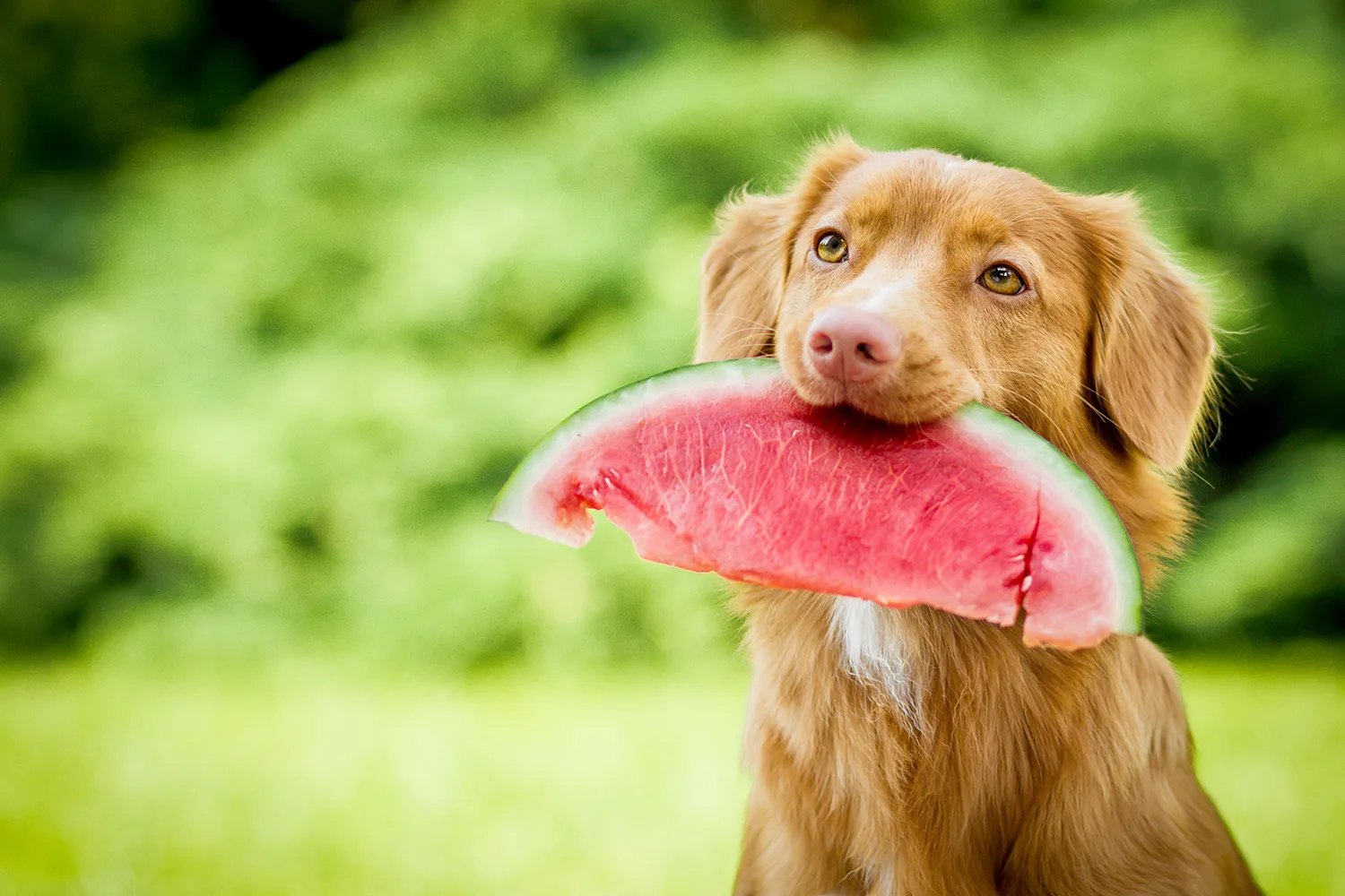 brown dog with watermelon in mouth