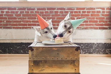 Dessert you and your dog can share