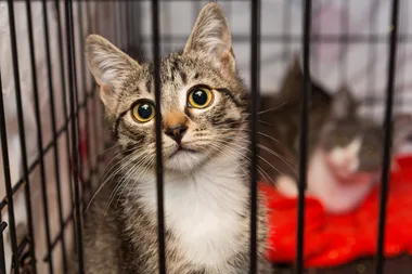 Four questions to ask yourself before adopting a rescue pet