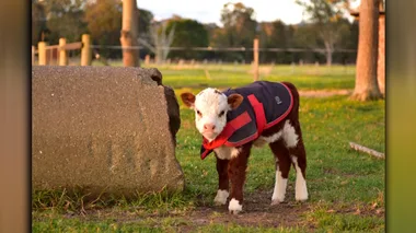 Dr Harry house call: Chilli the tiny bull