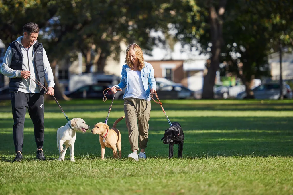 People walking dogs