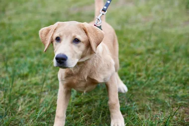 Hit the road with your best mate for a healthy, happy hound