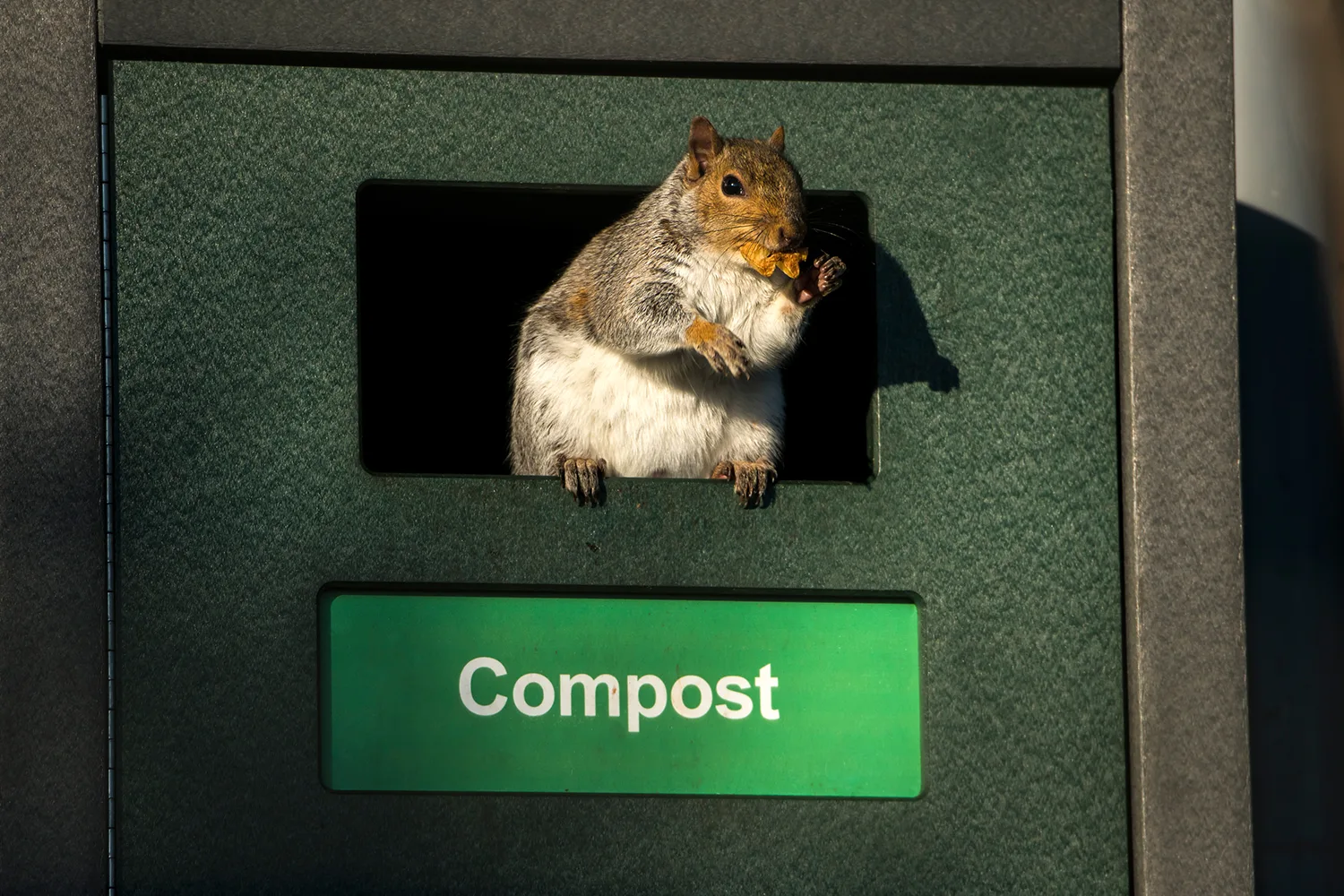 Common compost problems and how to solve them