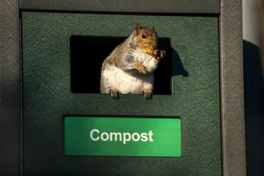 Common compost problems and how to solve them