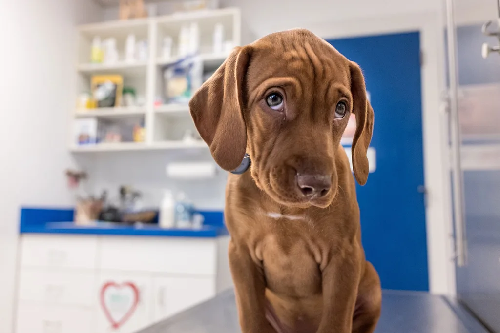 Puppy at vet