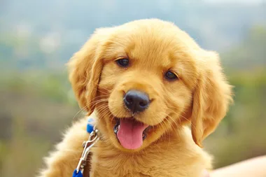 6 ways to help your dog live longer